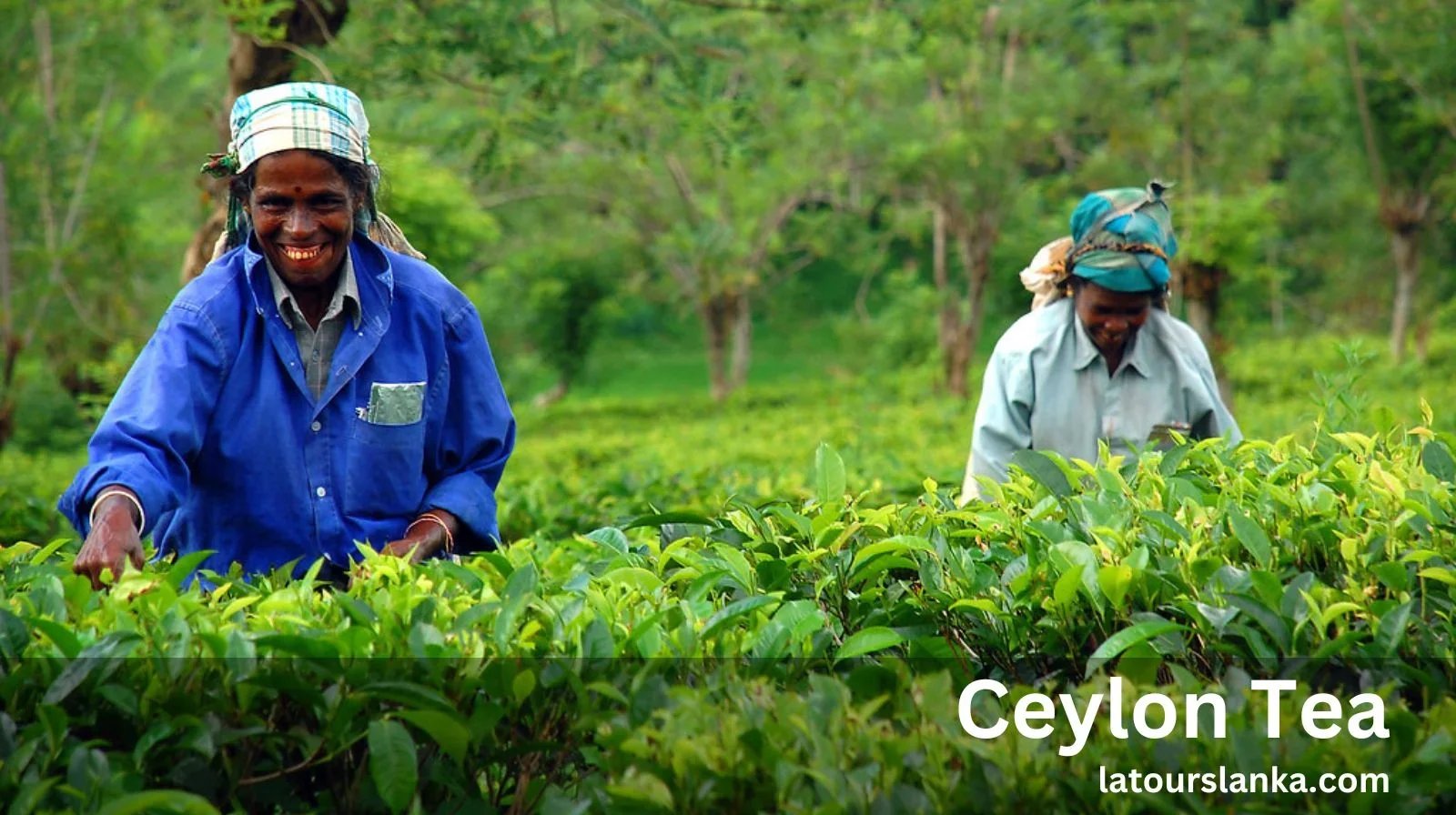 Explore Iconic Sri Lankan Brew, Ceylon Tea
