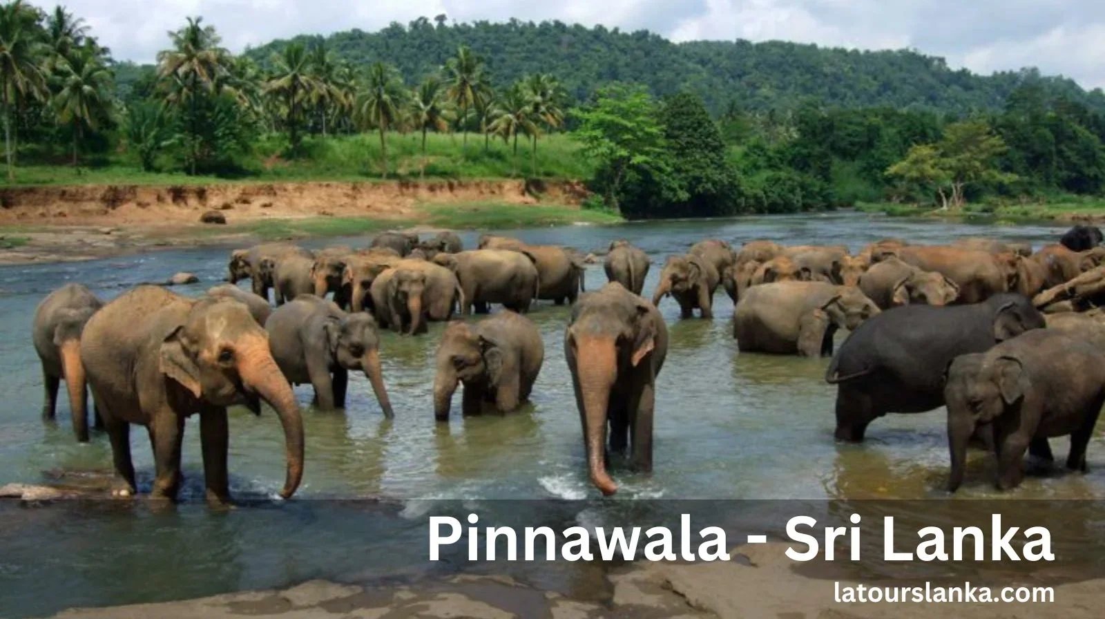 Visit Pinnawala And Enjoy Sri Lankan Elephant Haven And More